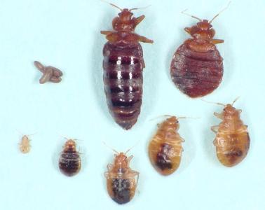 消灭臭虫的有效方法